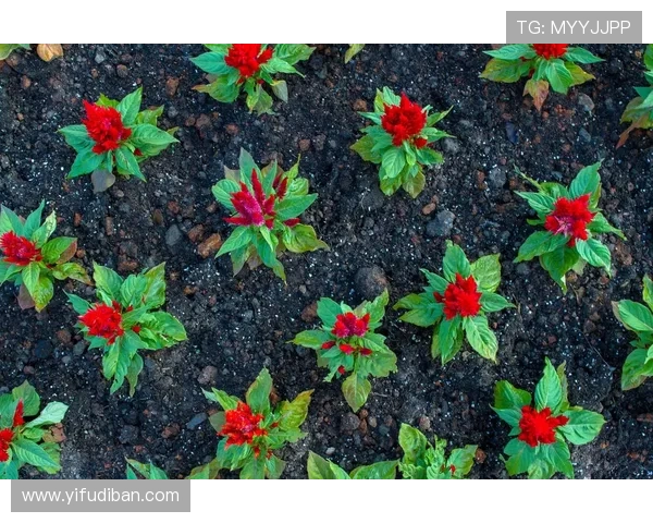 专访吴丽：探寻排球背后的成功秘诀与奋斗历程